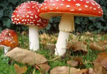 САҢЫРАУҚҰЛАҚТАР “СӨЙЛЕСЕ” АЛАДЫ: ғалымдар ақпарат алмасу механизмін анықтады