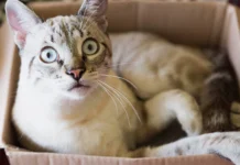 ҒЫЛЫМ ІШ ПЫСТЫРМАЙДЫ: ең күлкілі 5 ғылыми зерттеу