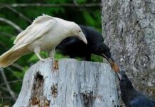 АҚ ҚАРҒА МЕН ҚАРА ҚАРҒА