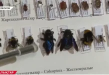 ҚАЗАҚСТАНДА ҒЫЛЫМҒА БЕЛГІСІЗ 130 ТҮРЛІ ЖӘНДІК АНЫҚТАЛДЫ